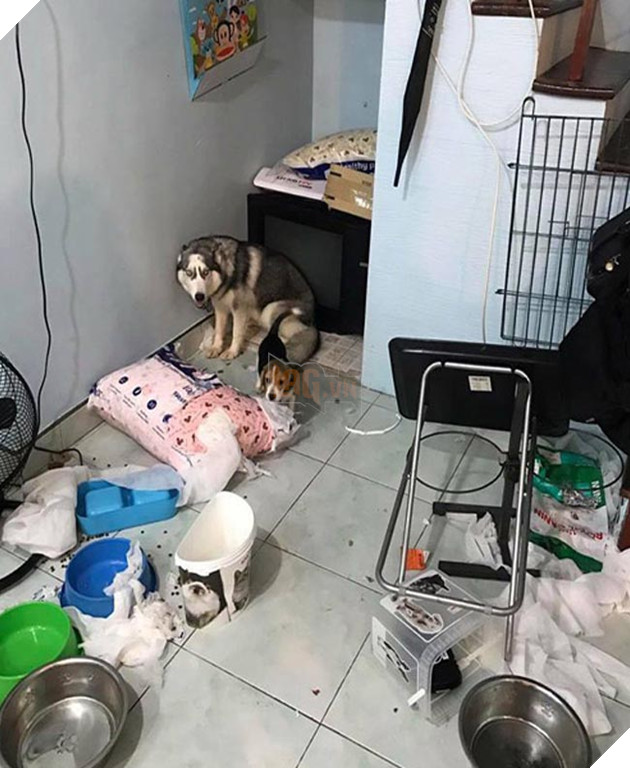 2 chú chó bị phạt