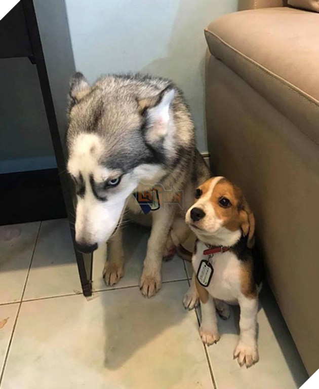 2 chú chó bị phạt