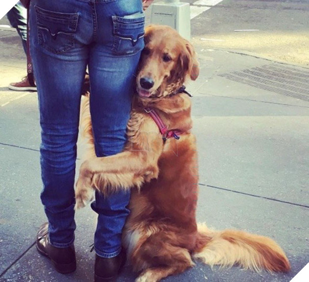 cô chó golden tình cảm gặp ai cũng ôm