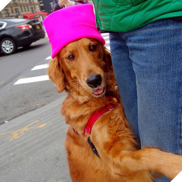 cô chó golden tình cảm gặp ai cũng ôm