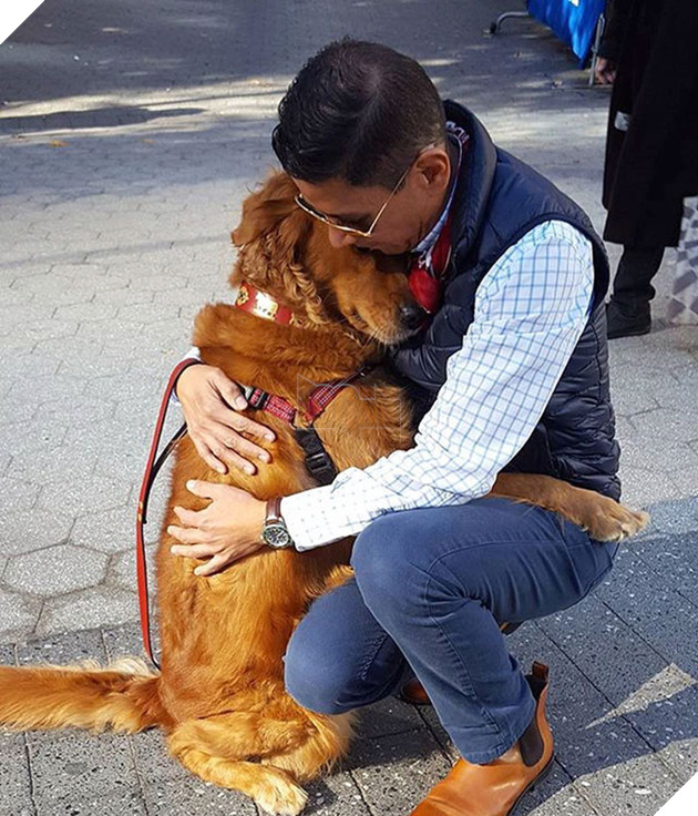 cô chó golden tình cảm gặp ai cũng ôm