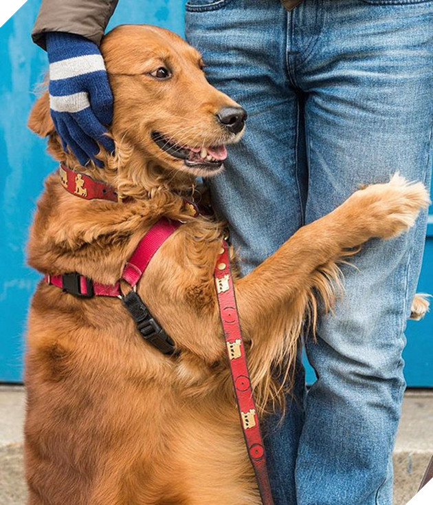 cô chó golden tình cảm gặp ai cũng ôm