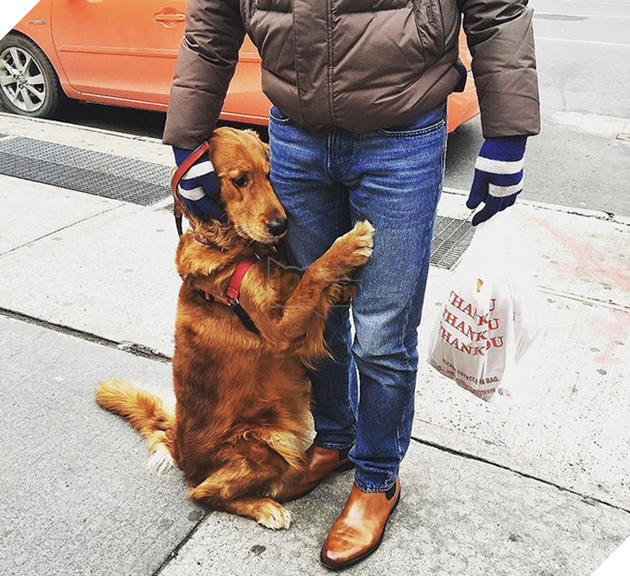 cô chó golden tình cảm gặp ai cũng ôm