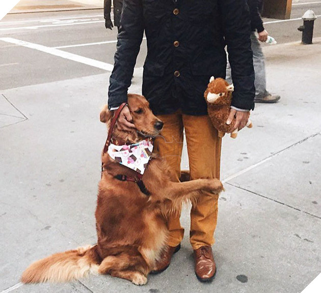 cô chó golden tình cảm gặp ai cũng ôm