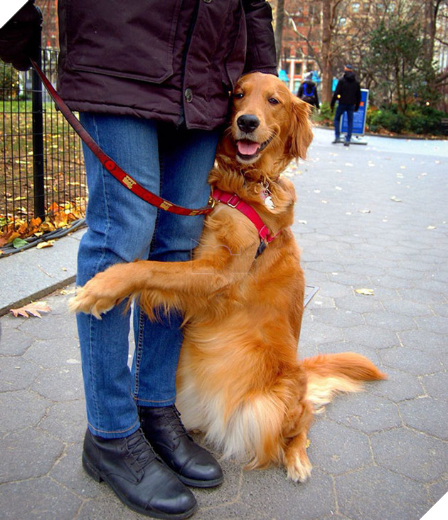 cô chó golden tình cảm gặp ai cũng ôm