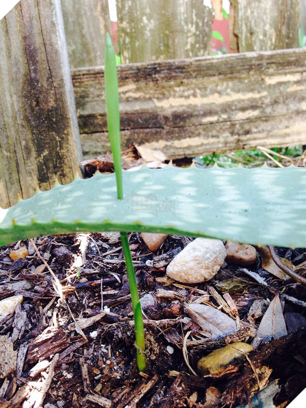  Vui Những hình ảnh gây nên sự khó chịu tột cùng nhưng đã xem là không thể rời mắt 3