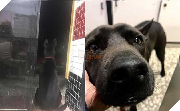 chú chó nổi tiếng lầy lội vì đến lớp học ké