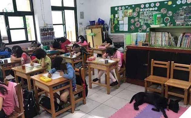 chú chó nổi tiếng lầy lội vì đến lớp học ké