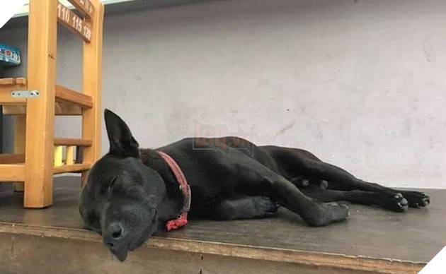 chú chó nổi tiếng lầy lội vì đến lớp học ké