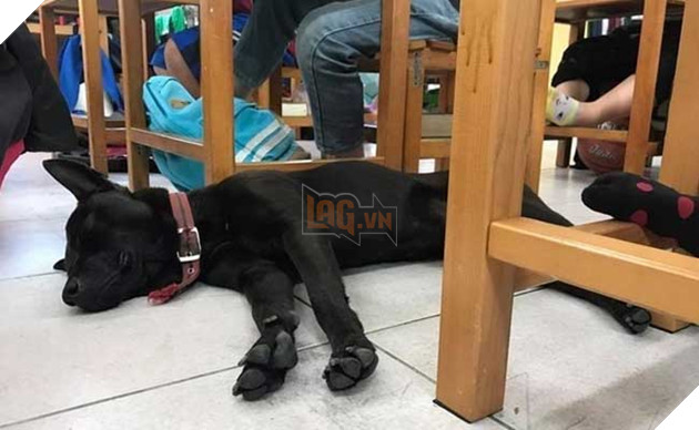 chú chó nổi tiếng lầy lội vì đến lớp học ké