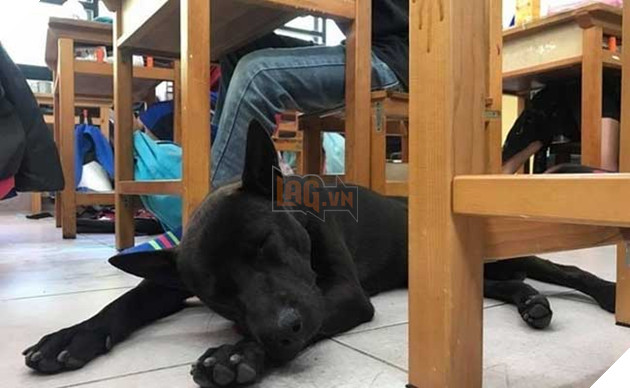 chú chó nổi tiếng lầy lội vì đến lớp học ké