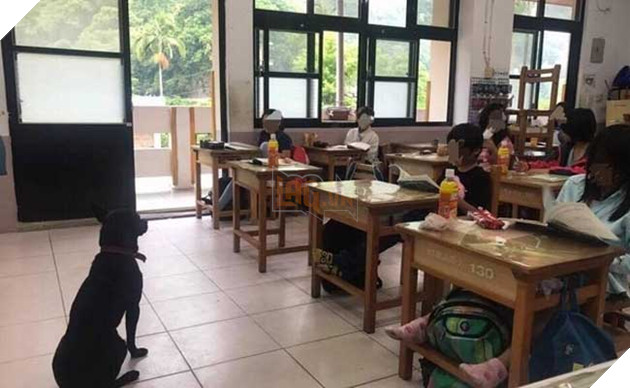 chú chó nổi tiếng lầy lội vì đến lớp học ké