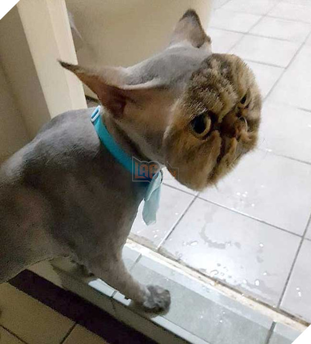chú mèo hài hước do cắt lông dở thì mất điện