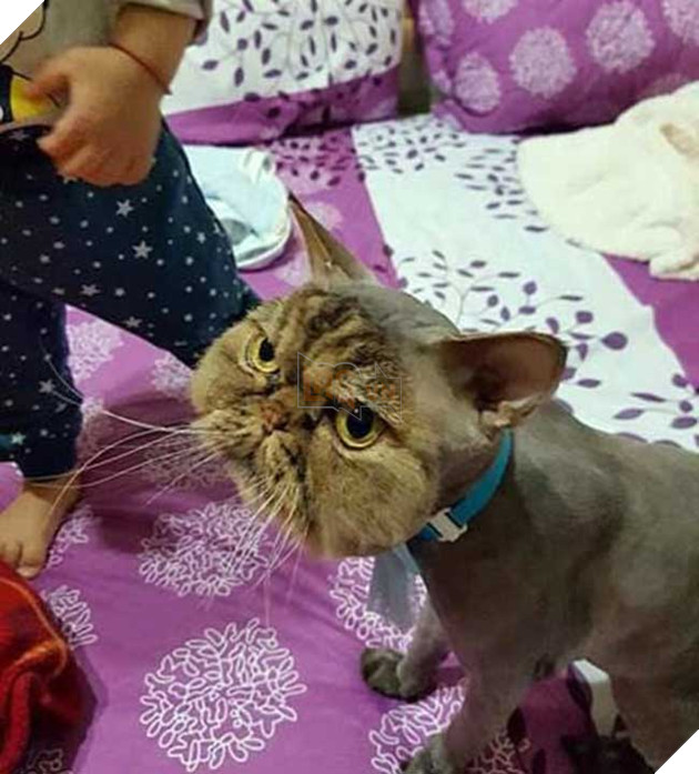 chú mèo hài hước do cắt lông dở thì mất điện