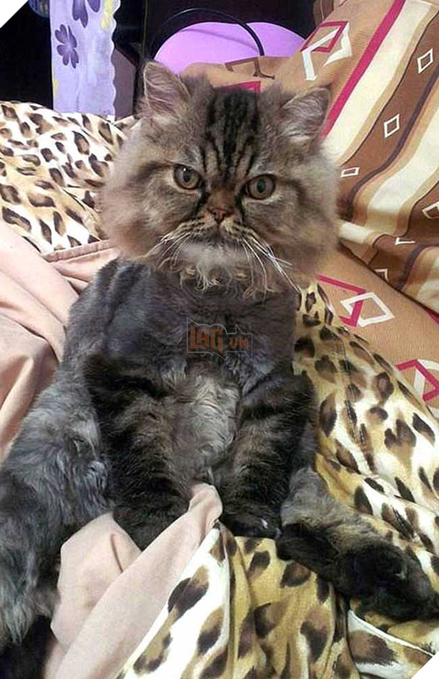 chú mèo hài hước do cắt lông dở thì mất điện