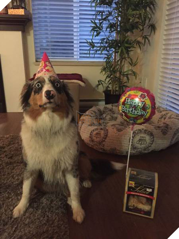 16 minh chứng cho thấy chó là loài nhát gan thì không ai bằng - Ảnh 7.