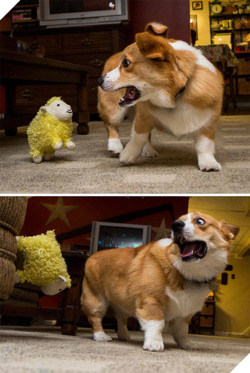 16 minh chứng cho thấy chó là loài nhát gan thì không ai bằng - Ảnh 17.