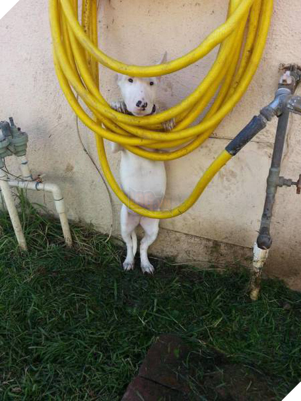 16 minh chứng cho thấy chó là loài nhát gan thì không ai bằng - Ảnh 27.