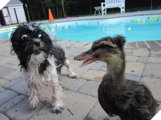 16 minh chứng cho thấy chó là loài nhát gan thì không ai bằng - Ảnh 21.