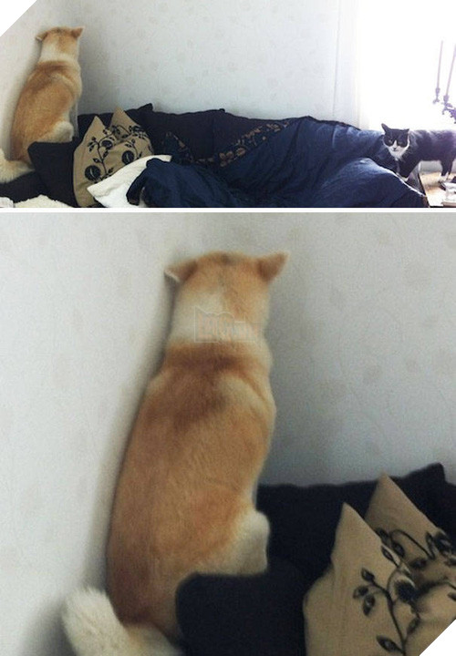 16 minh chứng cho thấy chó là loài nhát gan thì không ai bằng - Ảnh 23.