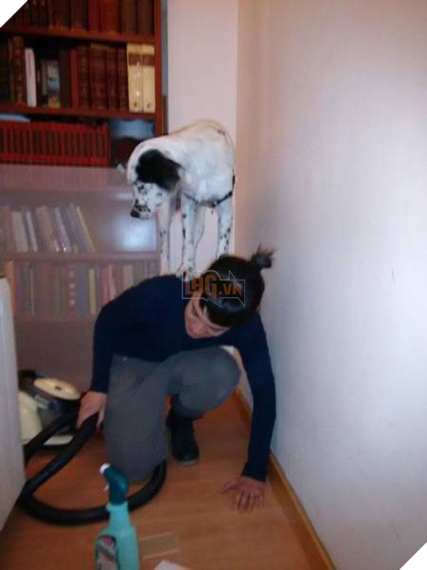 16 minh chứng cho thấy chó là loài nhát gan thì không ai bằng - Ảnh 29.