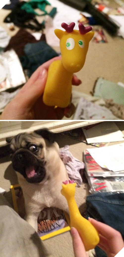 16 minh chứng cho thấy chó là loài nhát gan thì không ai bằng - Ảnh 31.