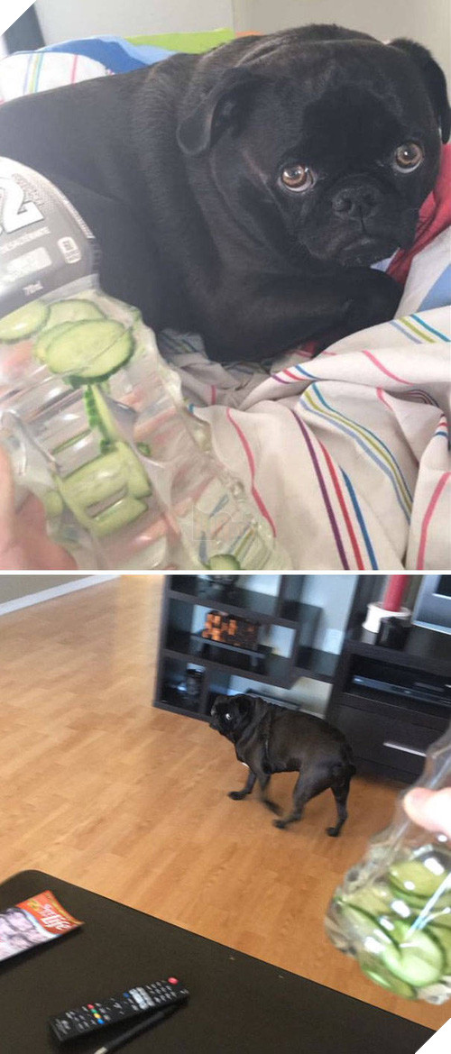 16 minh chứng cho thấy chó là loài nhát gan thì không ai bằng - Ảnh 25.