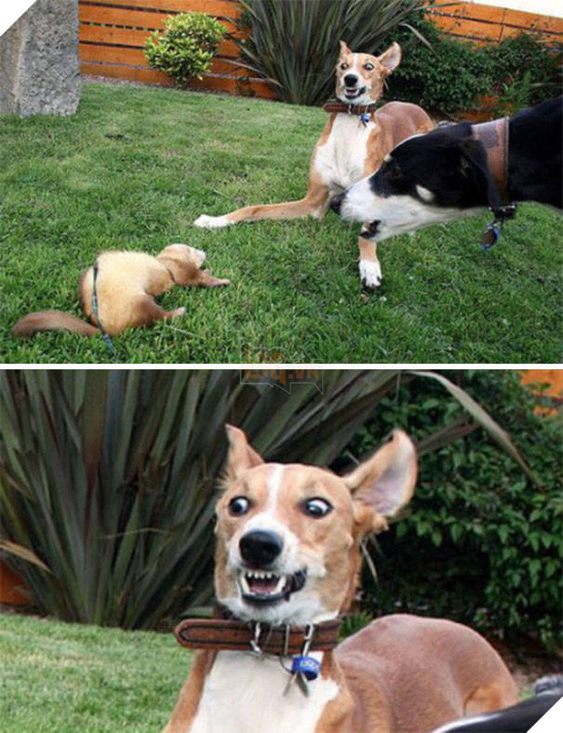 16 minh chứng cho thấy chó là loài nhát gan thì không ai bằng - Ảnh 11.