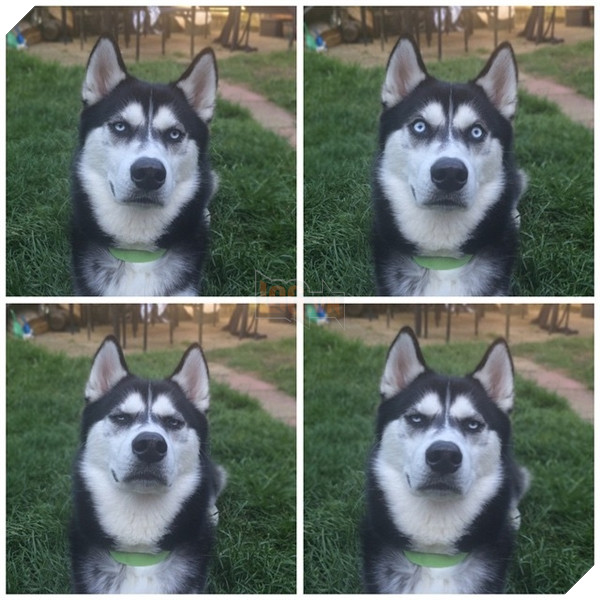 Biểu cảm để đời của Anuko giúp nó trở thành hiện tượng mạng và những cơ hội kiếm tiền đáng nể.