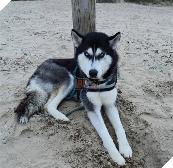 Em Husky nổi với vẻ mặt bị phản bội kiếm gần 600 triệu học phí cho chủ