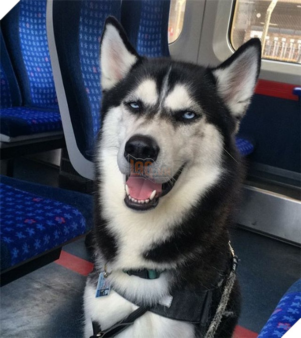 Anuko có vẻ mặt bặm trợn, hung dữ nhưng trên thực tế lại là một em cún rất đáng yêu và giàu tình cảm.