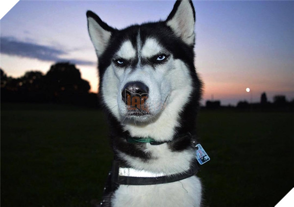 Ngoài vẻ mặt nghiêm trọng như mất sổ gạo ra...