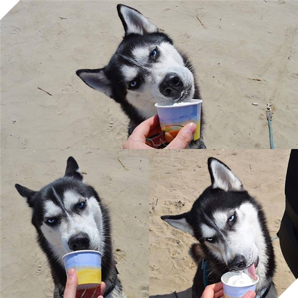 Em Husky nổi với vẻ mặt bị phản bội kiếm gần 600 triệu học phí cho chủ