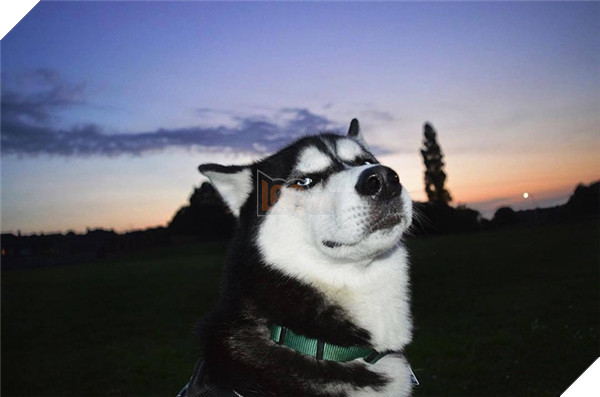 Em Husky nổi với vẻ mặt bị phản bội kiếm gần 600 triệu học phí cho chủ