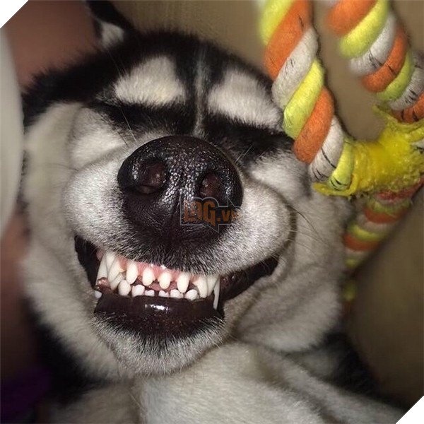 Em Husky nổi với vẻ mặt bị phản bội kiếm gần 600 triệu học phí cho chủ