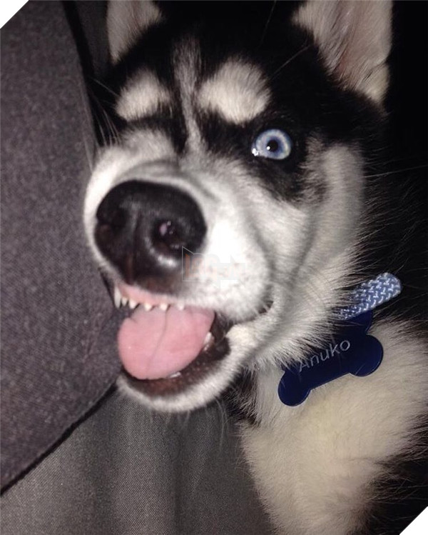 Em Husky nổi với vẻ mặt bị phản bội kiếm gần 600 triệu học phí cho chủ