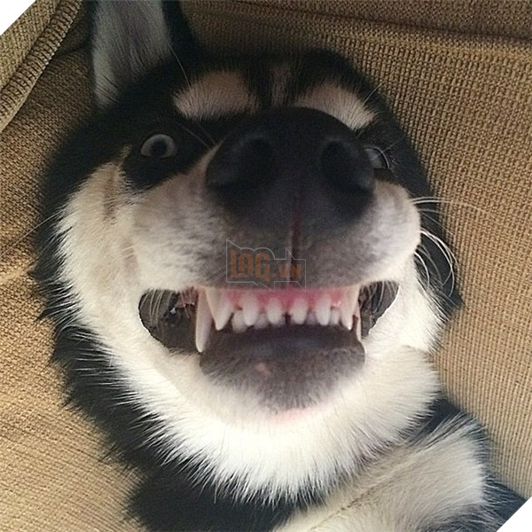 ...Anuko còn có những lúc vô cùng phỡn và làm mặt hài không đỡ nổi.