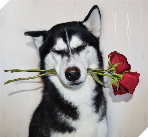 Đôi khi anh chàng cũng rất ra dáng "đàn ông" lịch lãm, phong độ, nhưng không được bao lâu.