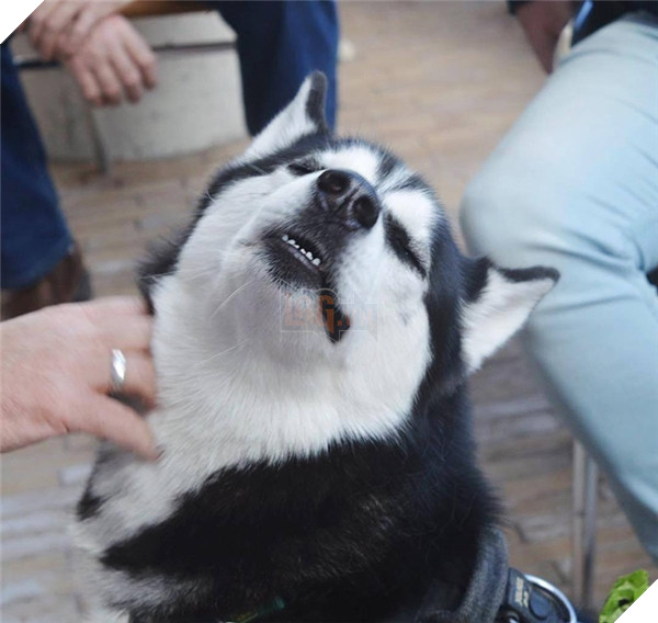 Em Husky nổi với vẻ mặt bị phản bội kiếm gần 600 triệu học phí cho chủ