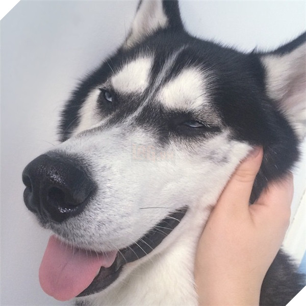 Đặc biệt là khi được cưng nựng, vuốt va thì mặt mũi... phê phải biết.