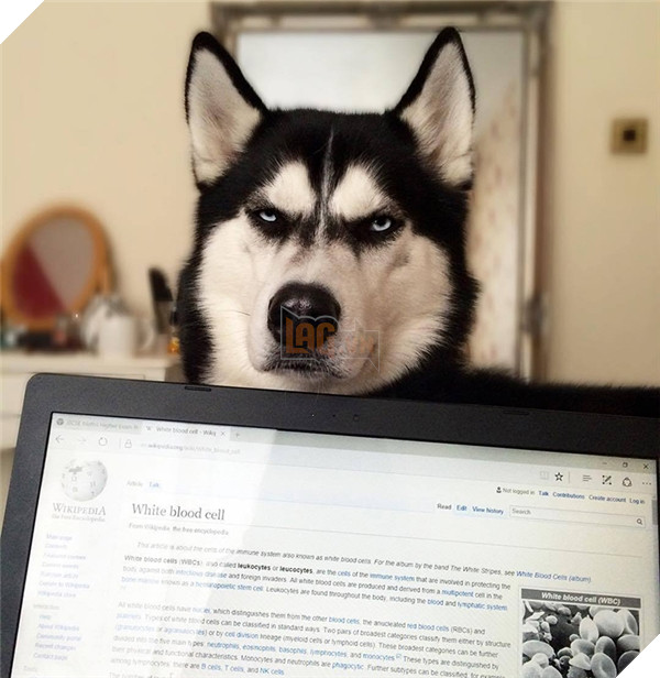 Em Husky nổi với vẻ mặt bị phản bội kiếm gần 600 triệu học phí cho chủ