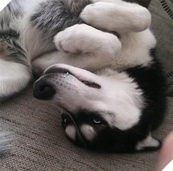 Anh chàng cũng đôi lúc cũng cần đến chút tình thương của chủ.