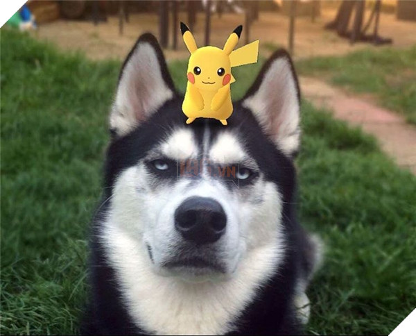 Em Husky nổi với vẻ mặt bị phản bội kiếm gần 600 triệu học phí cho chủ