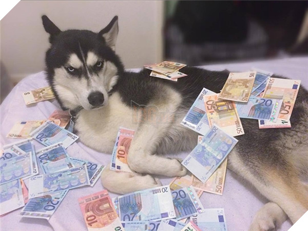 Em Husky nổi với vẻ mặt bị phản bội kiếm gần 600 triệu học phí cho chủ