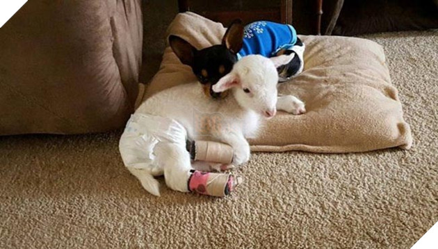 chó và cừu là bạn thân thiết