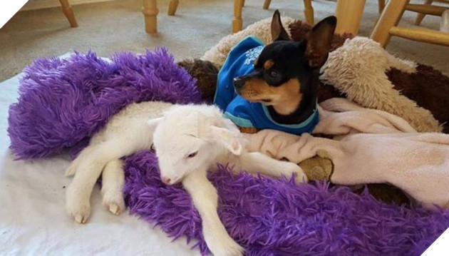 chó và cừu là bạn thân thiết