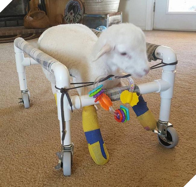 chó và cừu là bạn thân thiết