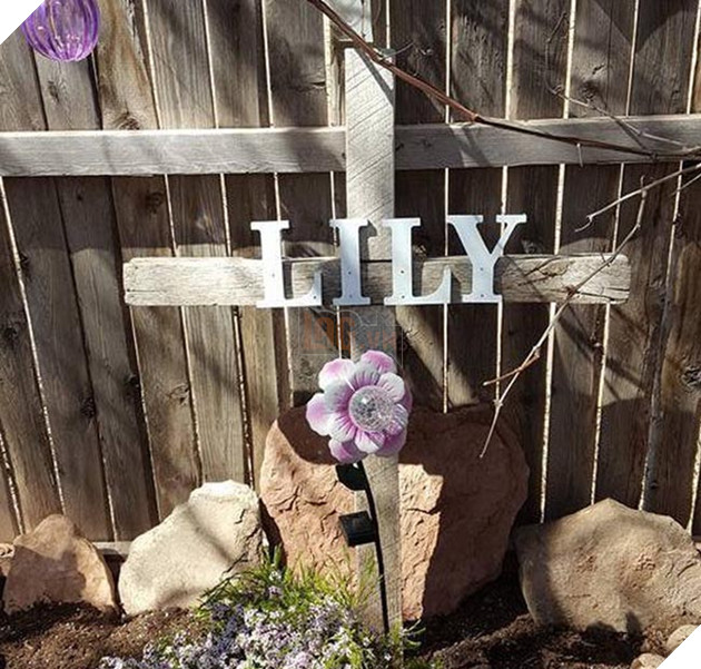 chó và cừu là bạn thân thiết