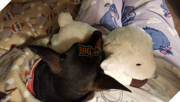 chó và cừu là bạn thân thiết