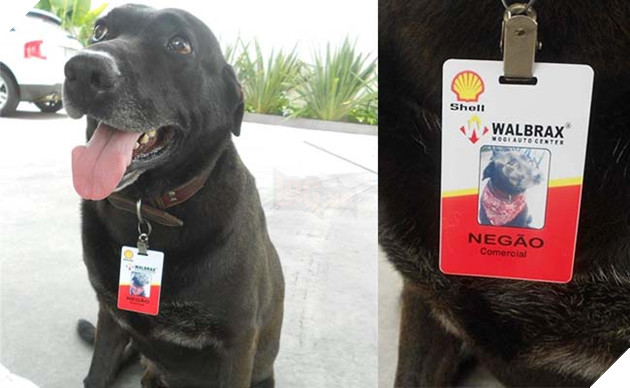 chú chó labrador bị bỏ rơi bông dưng kiếm được việc làm